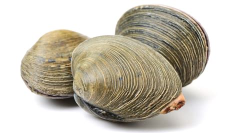 Clam .